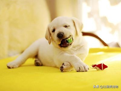 狗狗大便拉不出来拉回来还是软便,狗狗经常软便拉稀是什么原因