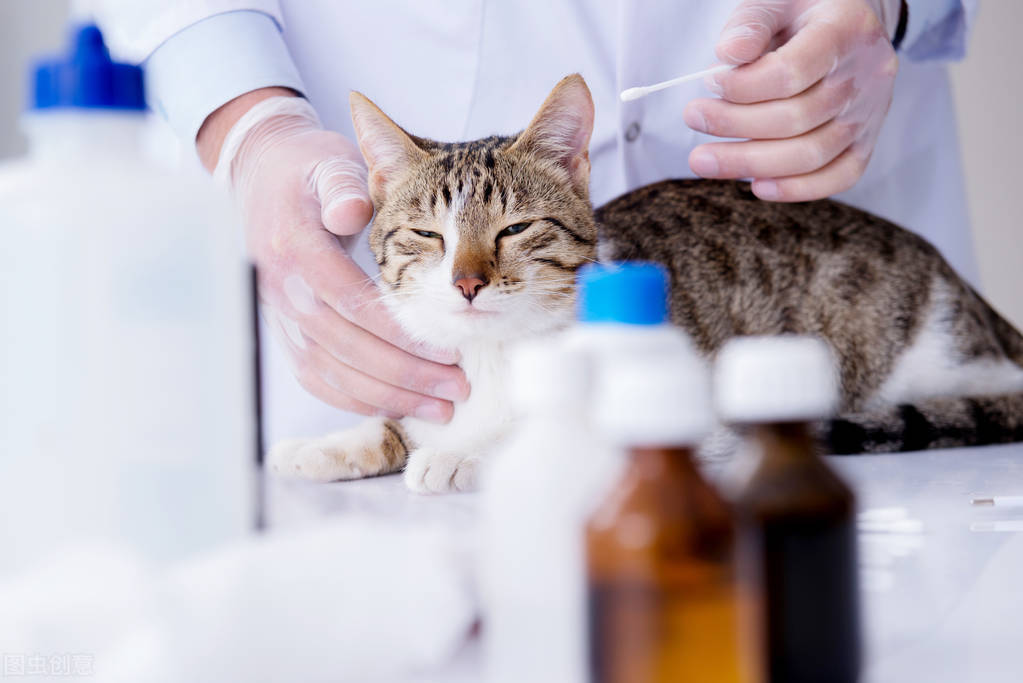 猫咪肠胃不好适合什么猫粮,猫咪放屁很臭是肠胃不好吗