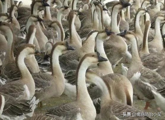 养鹅怎么养最快最有效方法,冬天养鹅的最佳方法