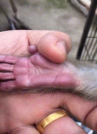 搞笑动图gif微信表情包2019,搞笑动图笑得肚子痛