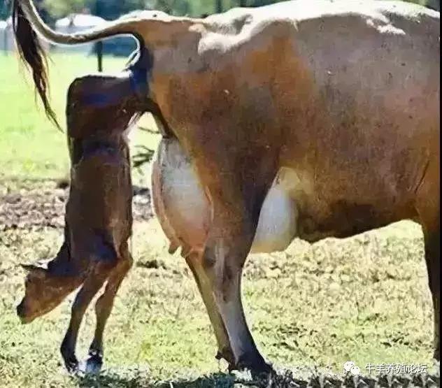 母牛子宫脱垂最佳治疗方法,母牛产后子宫脱垂处理教程