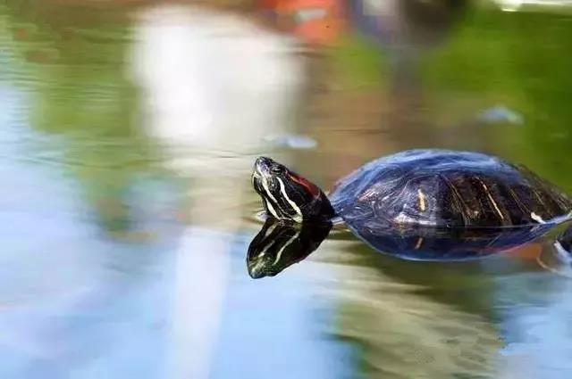 养龟犯法判三年,养龟被罚判刑标准