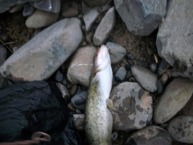 又到了钓淡水鱼的季节了,又到了钓翘嘴鳊鱼的季节