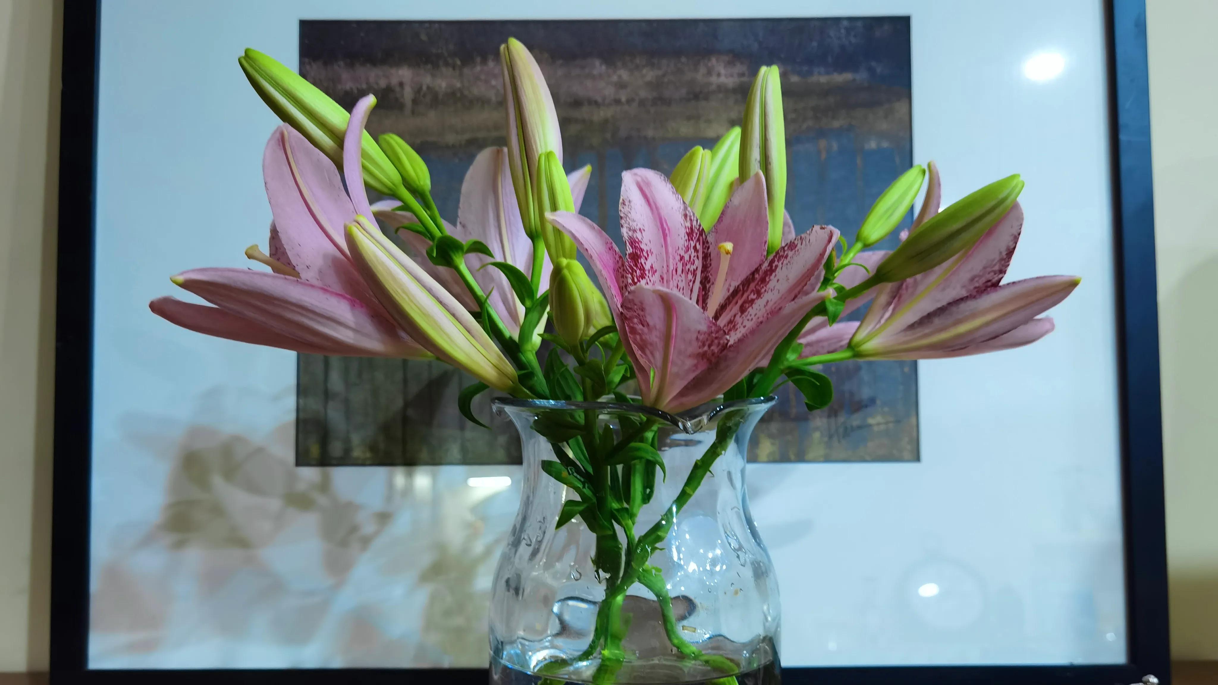 百合品种怎么选,北方花园适合种什么树