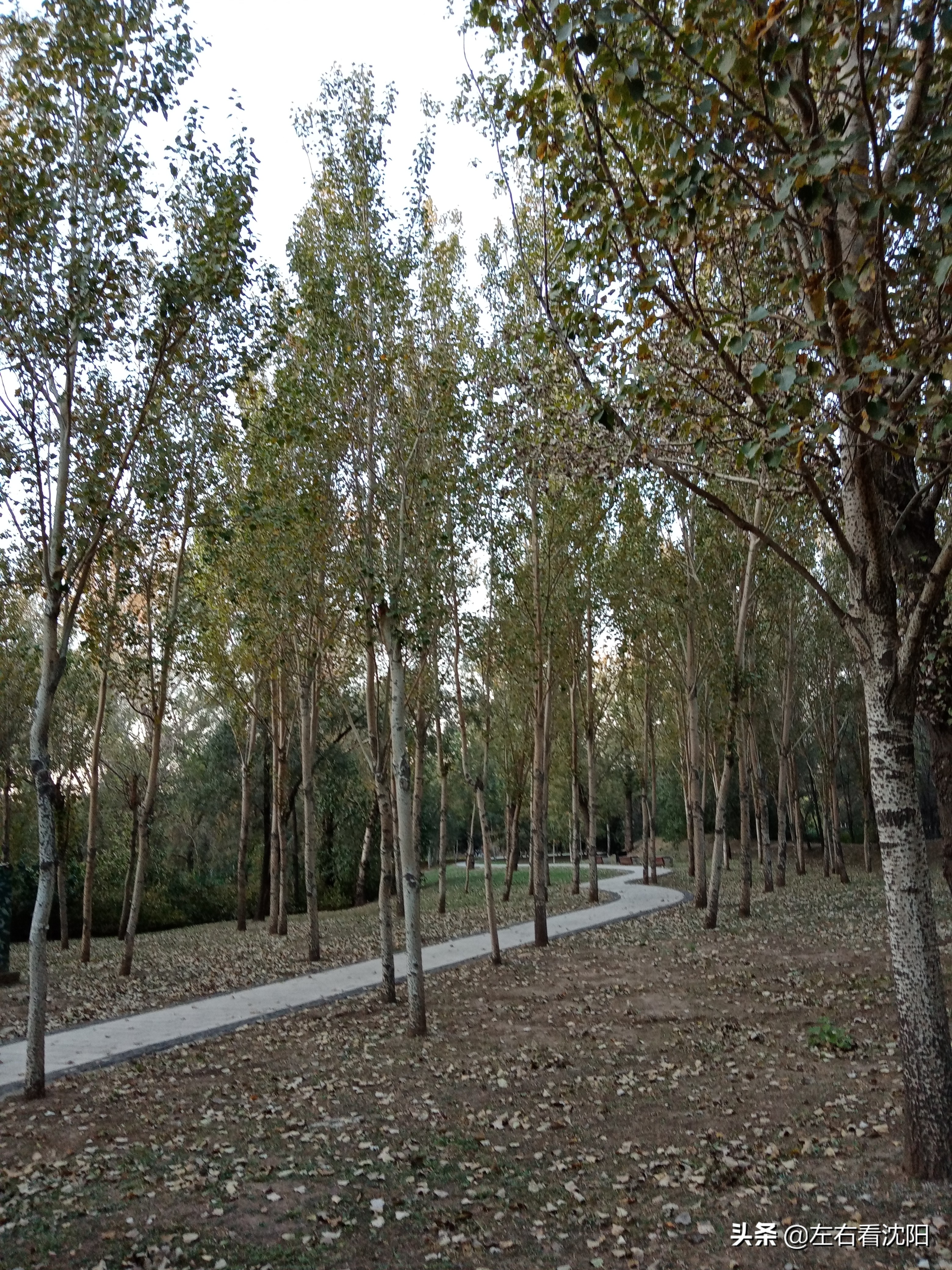 沈阳五里河公园攻略,沈阳五里河公园现在开吗