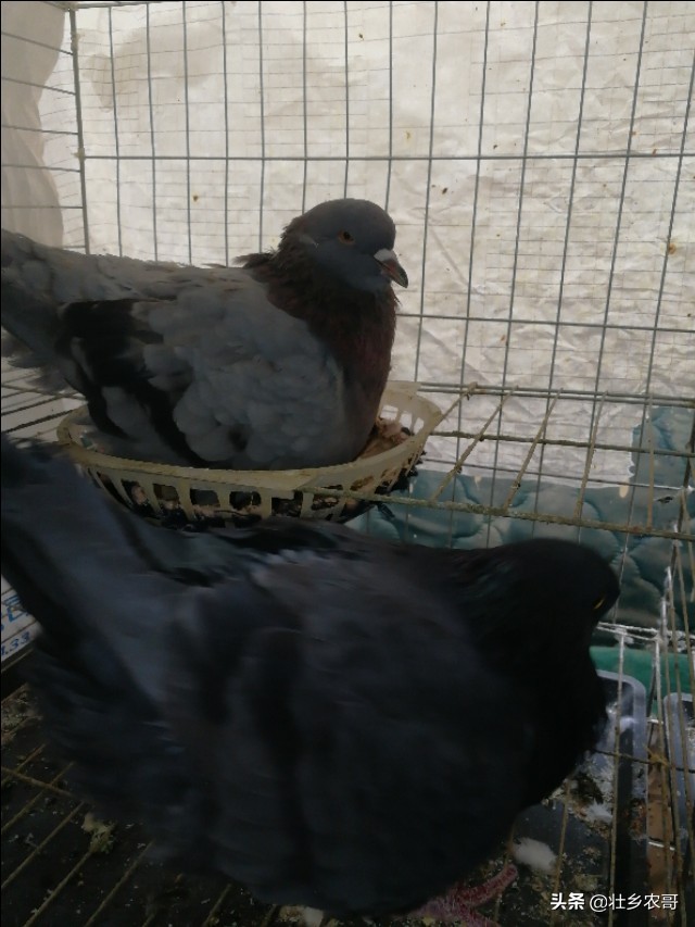 鸽子毛滴虫病诊断与防治