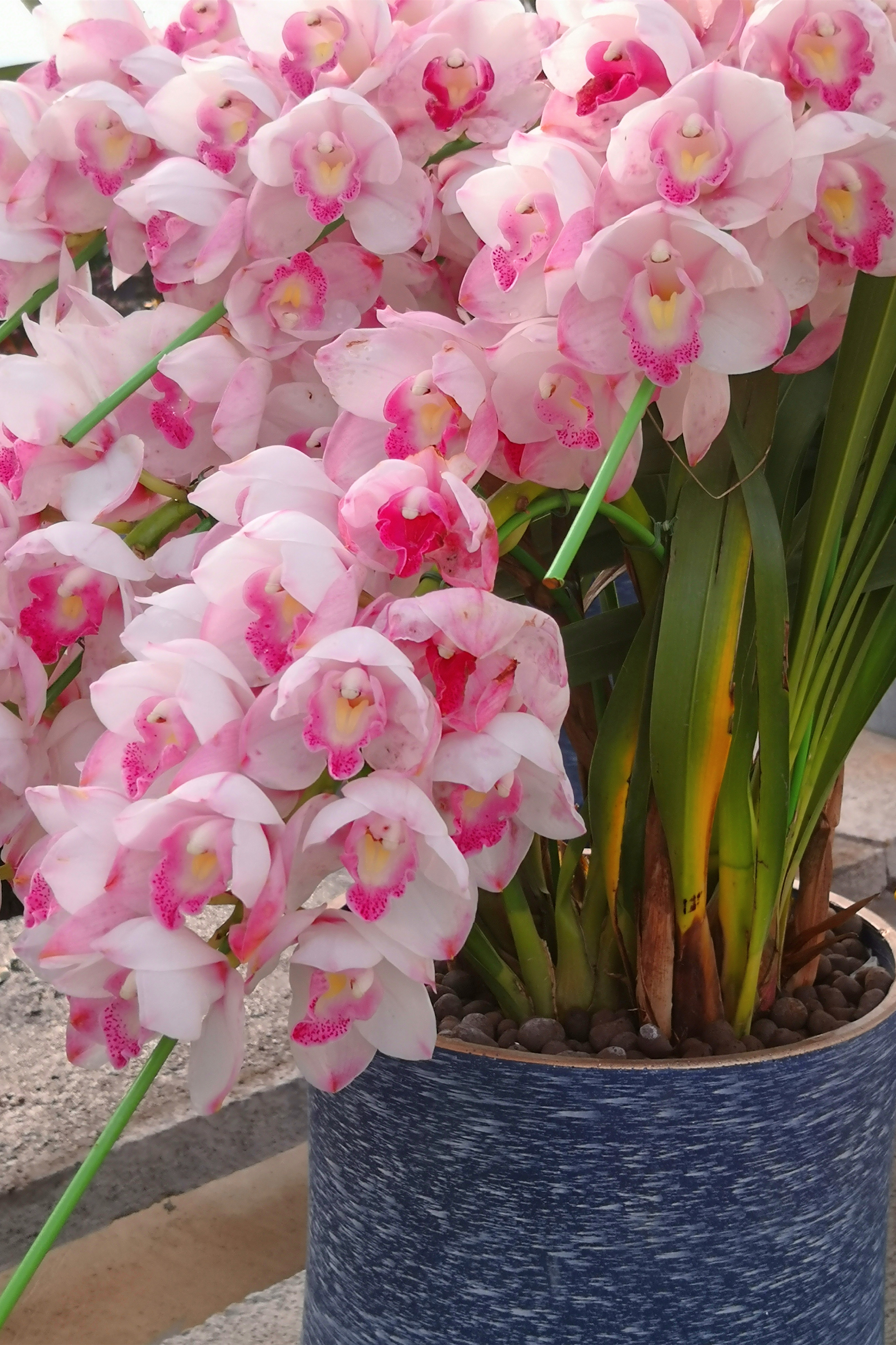 东营最大的花卉批发市场在哪里,东营地区哪里有花卉市场