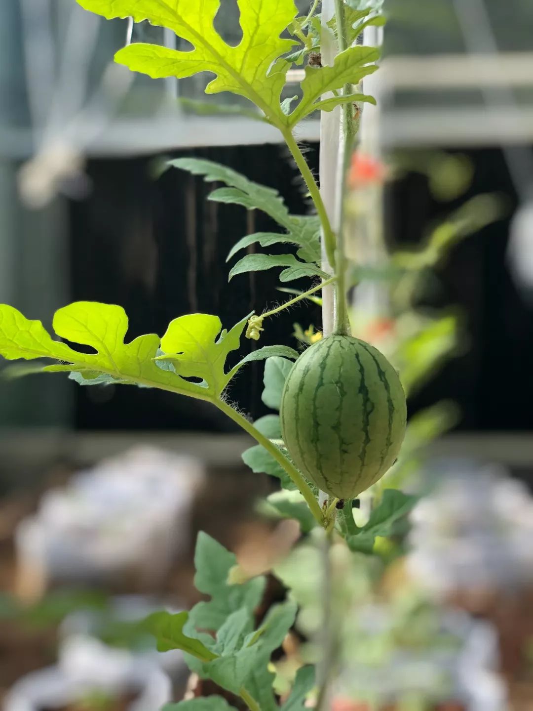 三亚高端酒店一线海景房推荐,三亚市区值得去住的别墅酒店