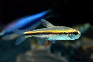 草缸灯鱼专用灯,草缸专用灯防太阳