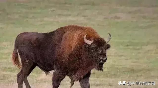 牛常见品种有哪些,牛的品种介绍及图片