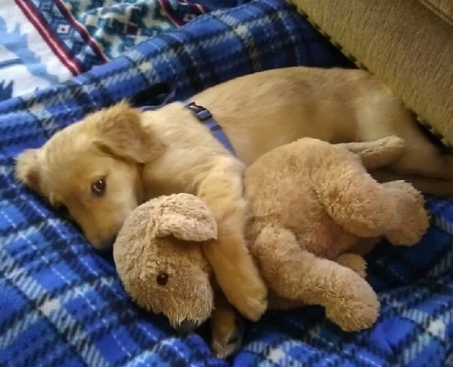 幼犬得了犬瘟能医得活吗,幼犬得了犬瘟还有治疗的必要吗