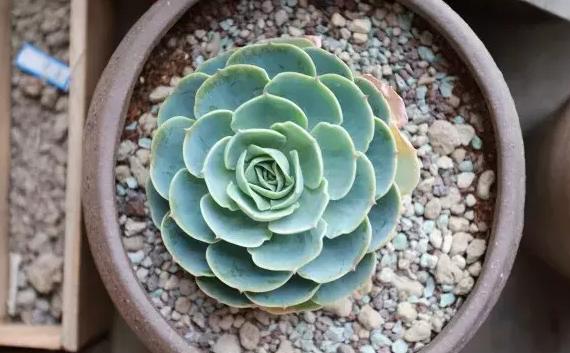 多肉植物玉蝶锦怎么繁殖,多肉植物玉蝶和碧桃哪个更有优势