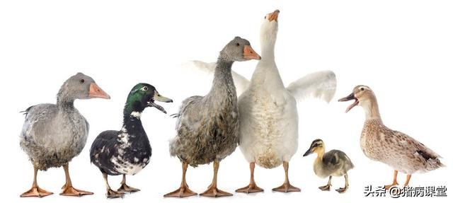 鸭常见病及治疗方法,雏鸭常见传染病有什么