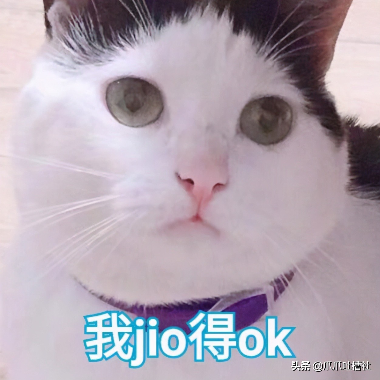 猫咪得了糖尿病,怎么办?给它喝点“糖盐水”