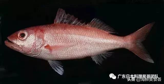 这5种淡水鱼值得多吃,中国最好吃的鱼类排行榜