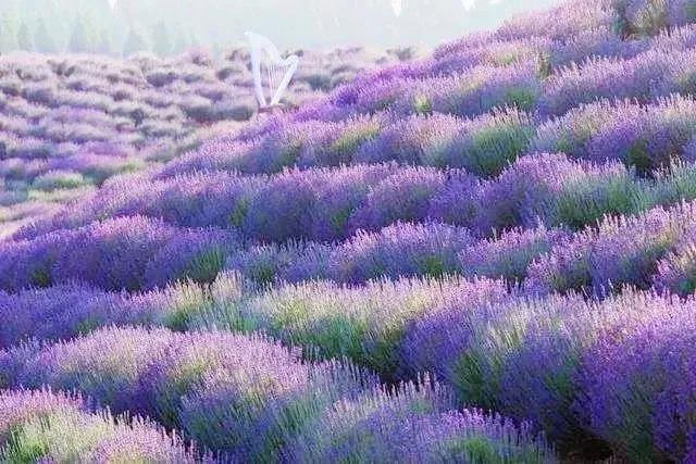美哭了天津薰衣草花海盛放,美cry