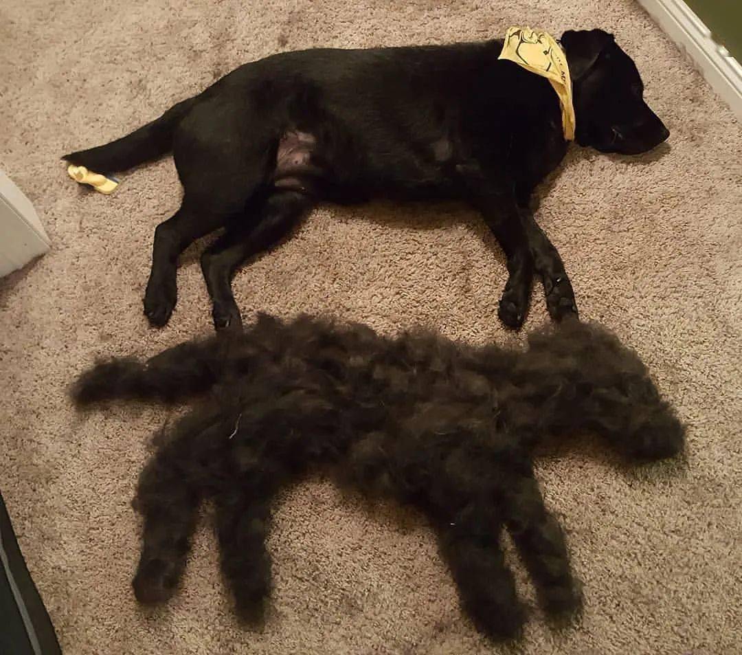 拉布拉多穿衣服可以减少掉毛吗,边牧和拉布拉多哪个掉毛严重