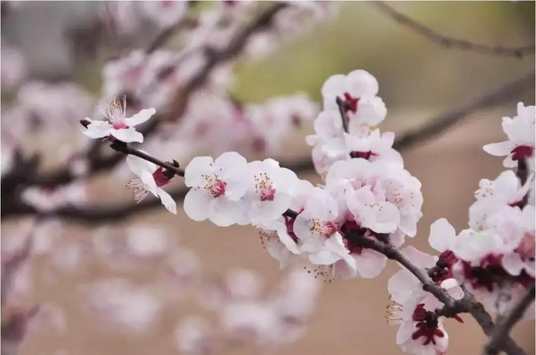 中华诗词歌颂祖国,祖国我爱你爱国诗句