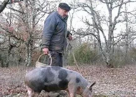 世界上最好看的可食用菌菇,世界最好吃的菌菇排名