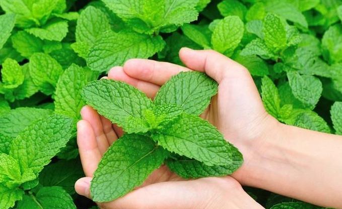 中药薄荷种植到采收全过程,薄荷的正确种植方法