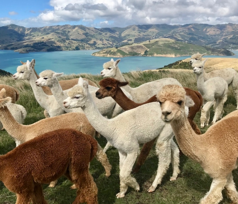 鍛嗚悓棰勮,鍛嗚悓缇婇┘鐢熸皵