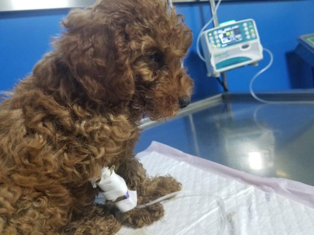 泰迪幼犬得细小了还能救活吗,泰迪幼犬得了细小治愈的可能性