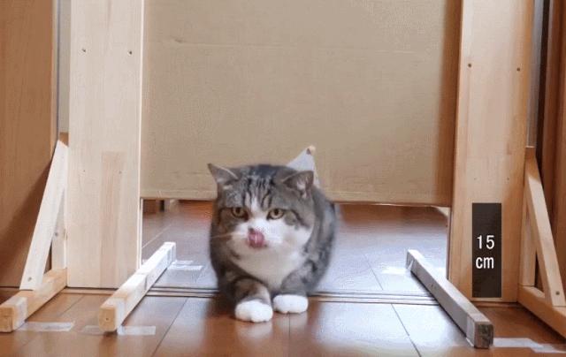 为测量猫咪体积，一网友对自家主子出手了，却完美证明喵是液体的