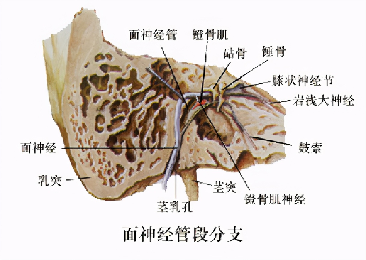 面神经炎治疗自述,面神经炎科普视频
