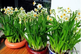 寒冬腊月养这“四种花”，越冷越开花，春节开的最美，花香满屋！