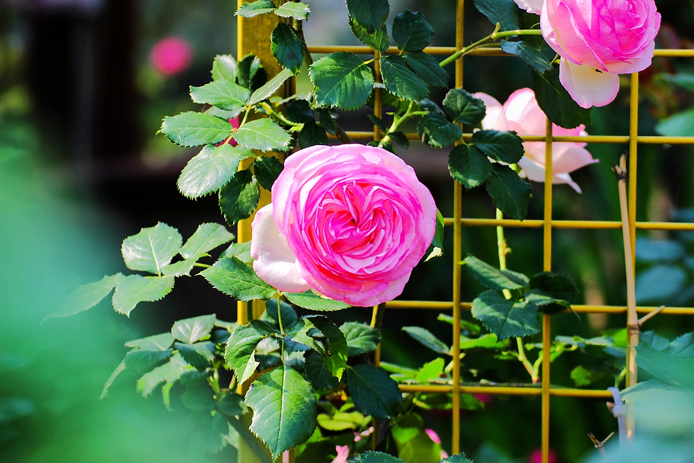 月季被称为花中皇后的故事,月季是国花还是市花