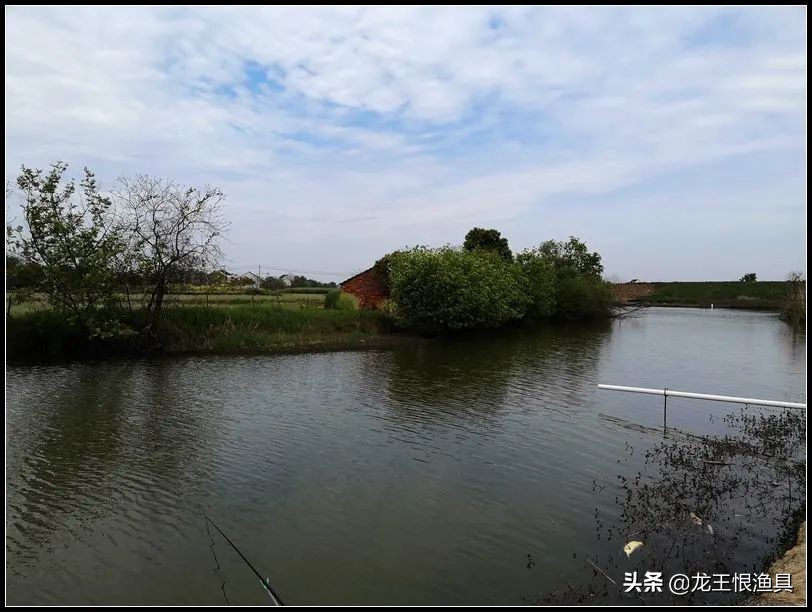 奶香鲫好用还是腥香鲫好用,夏天蓝鲫用腥香还是用奶香