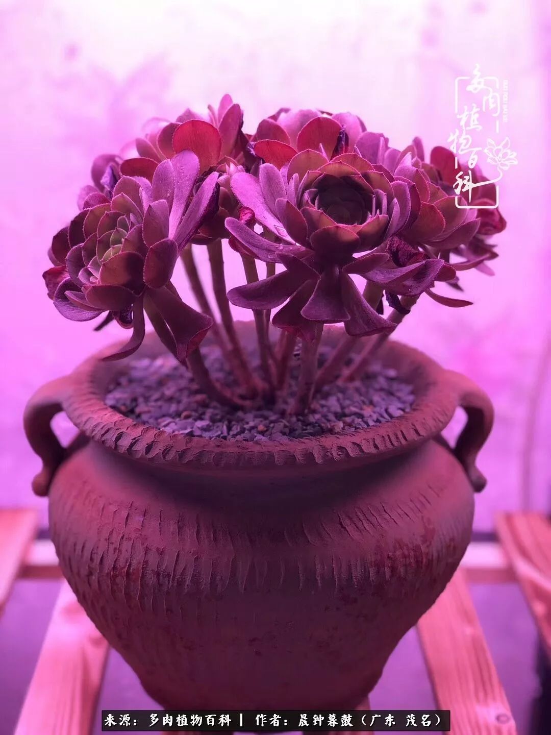 轻轻地告诉你，我的多肉也曾美过，不信你看看