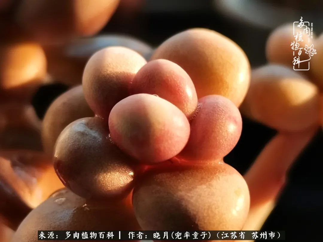 六年时间环游22个国家，却被多肉小萌物征服