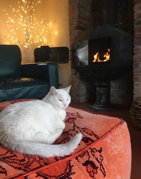 猫真的有那么聪明吗,猫真的有那么聪明嘛