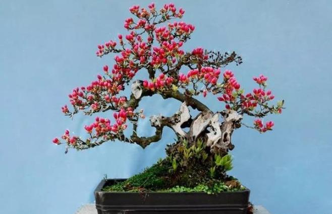 冬季养杜鹃叶子一碰就掉咋办？排查4方面，找出病症方能救回来