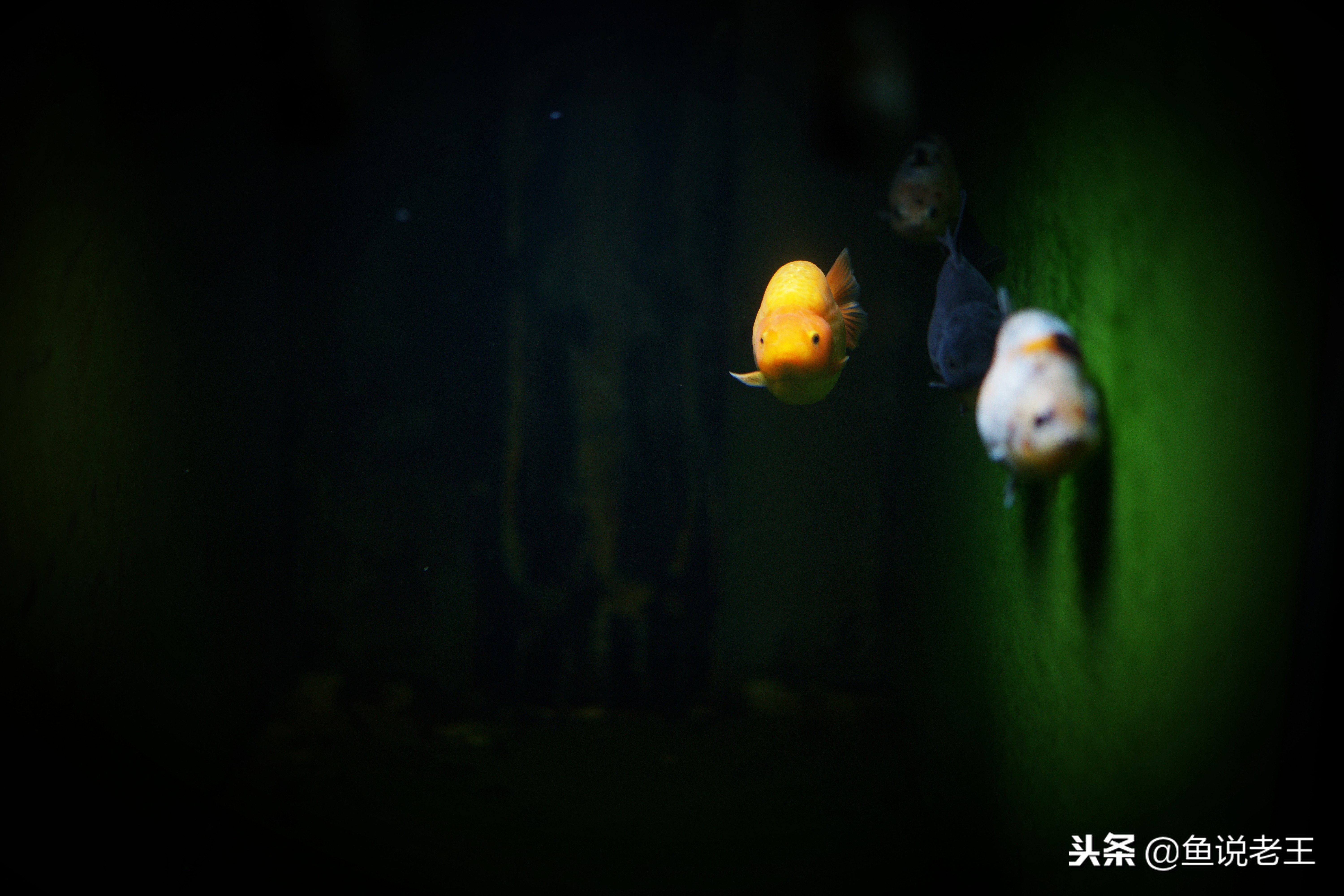 长时间不换水鱼会死吗,长时间不换水鱼会得什么病