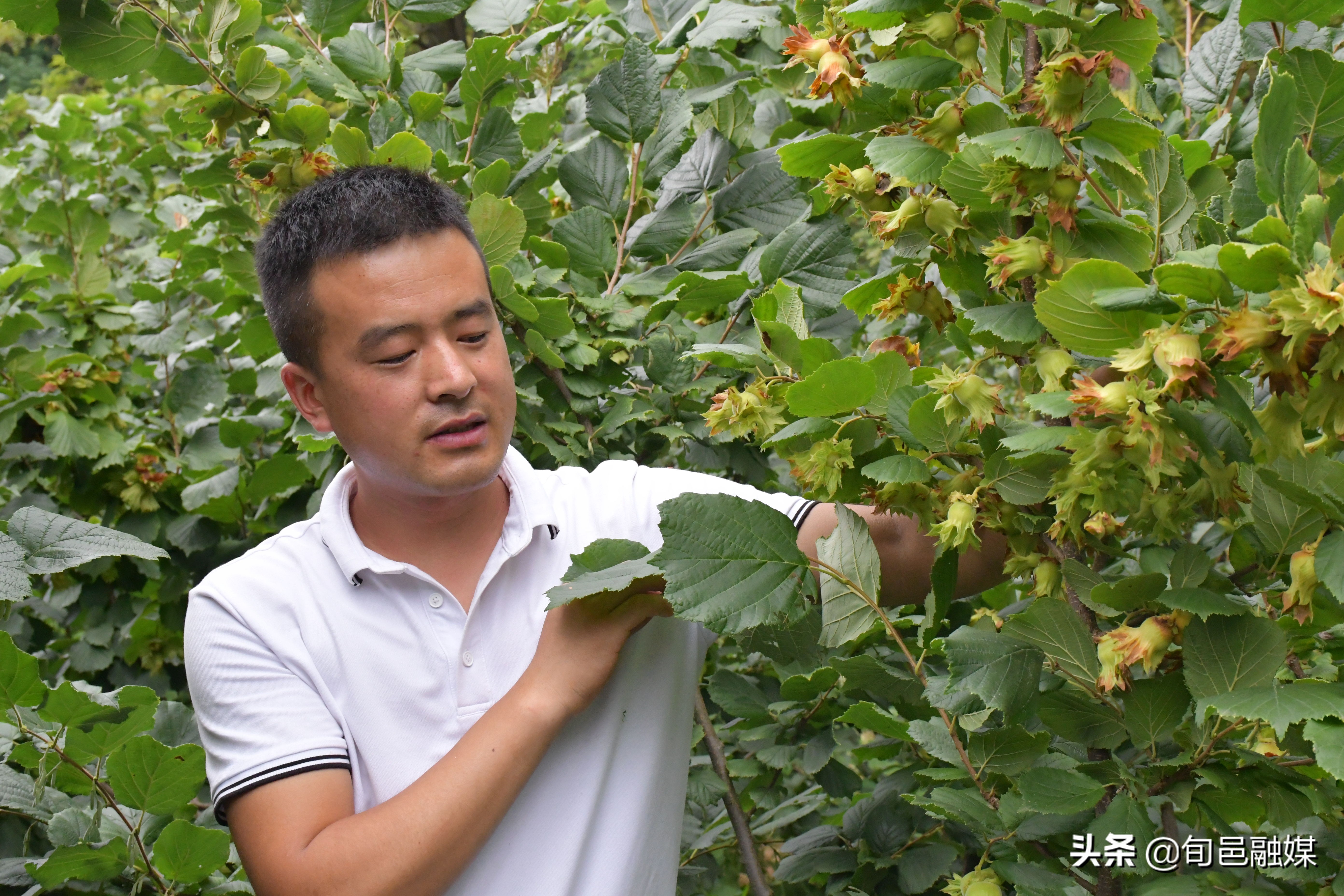 旬邑：大榛子有“钱途”荒山沟变成聚宝盆