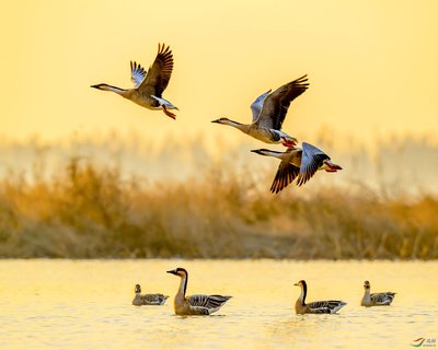 鸿雁是怎么产生的,鸿雁背后的真实故事
