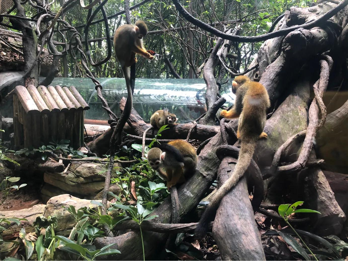 暑期广州长隆野生动物世界门票,长隆海洋王国和野生动物园门票