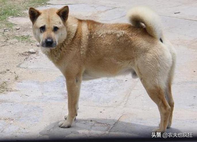 狗不能死在家里有什么说法,狗狗死后怎么处理有什么讲究吗