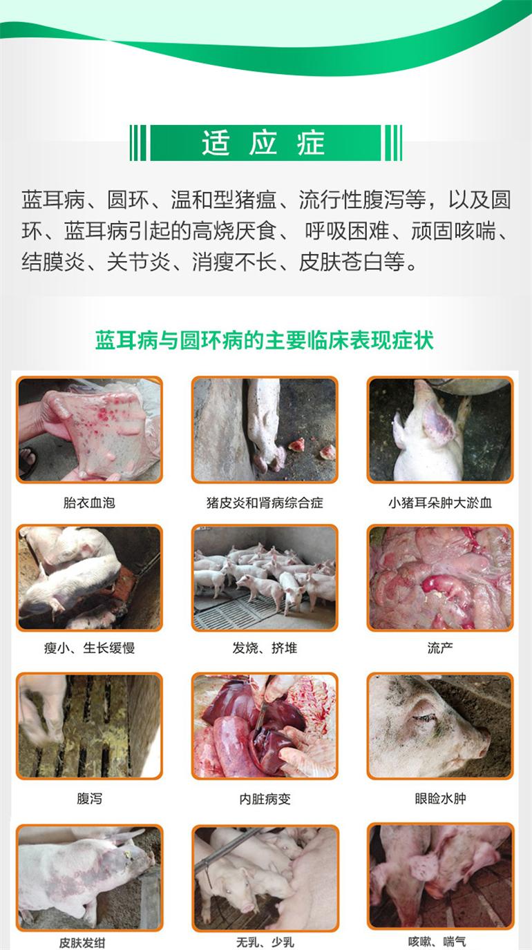 诸毒清可以杀病毒吗,养好母猪对于圆环病毒该如何控制