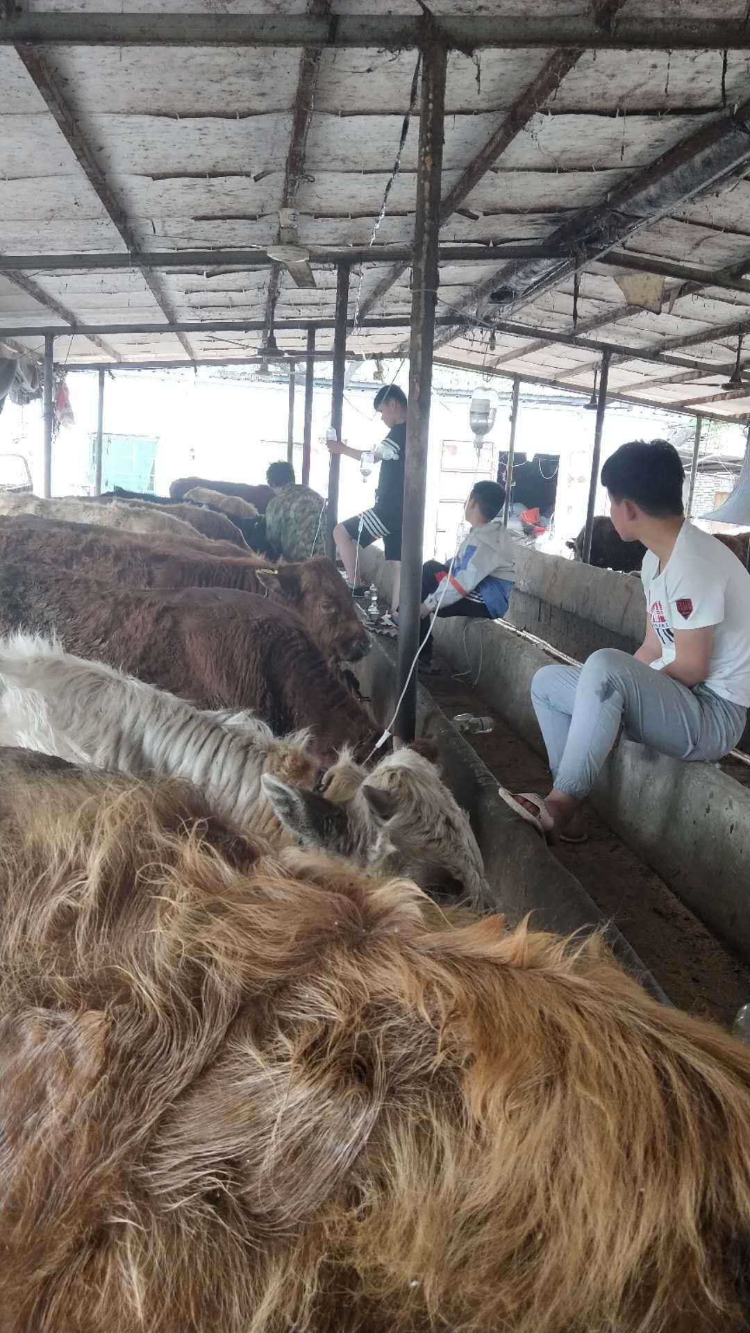 牛不吃草不反刍喂啤酒有用吗,牛不吃草不反刍发烧怎样治疗