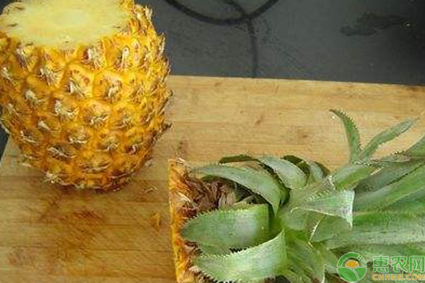 菠萝水培种植方法,菠萝种植技术视频