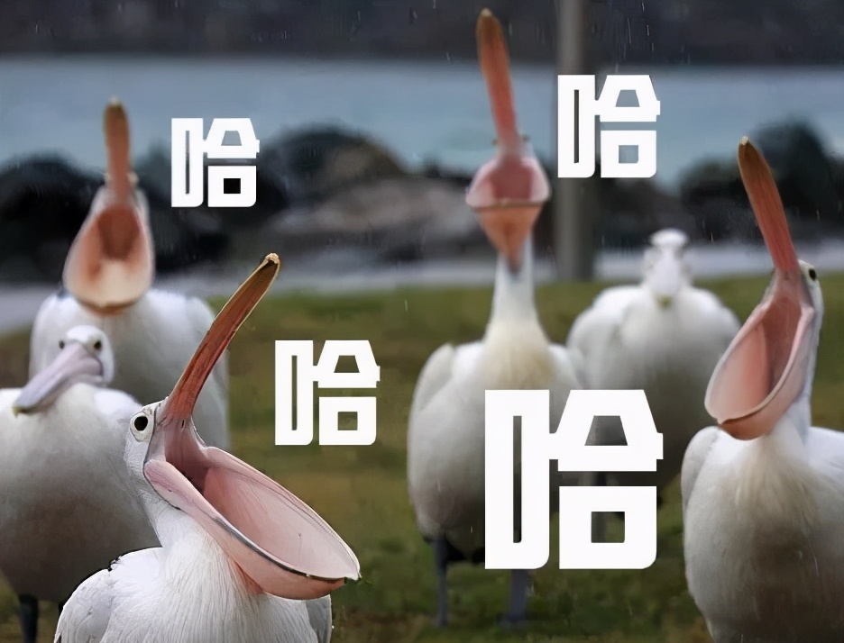 鹈鹕的网红之路：万物皆可吞,万物皆可吞的鹈鹕