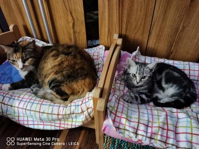 大橘猫和主人被骚扰,橘猫被主人骚扰