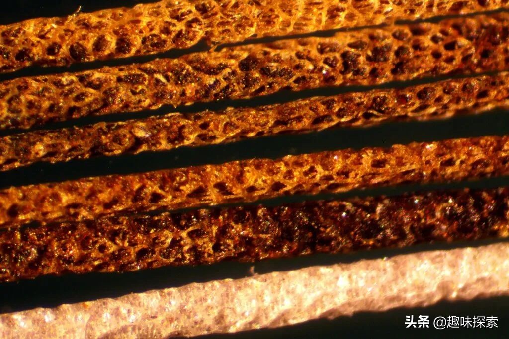 将剧毒涂在身上，不怀好意的野狗全被毒死，唯一善用毒的啮齿动物