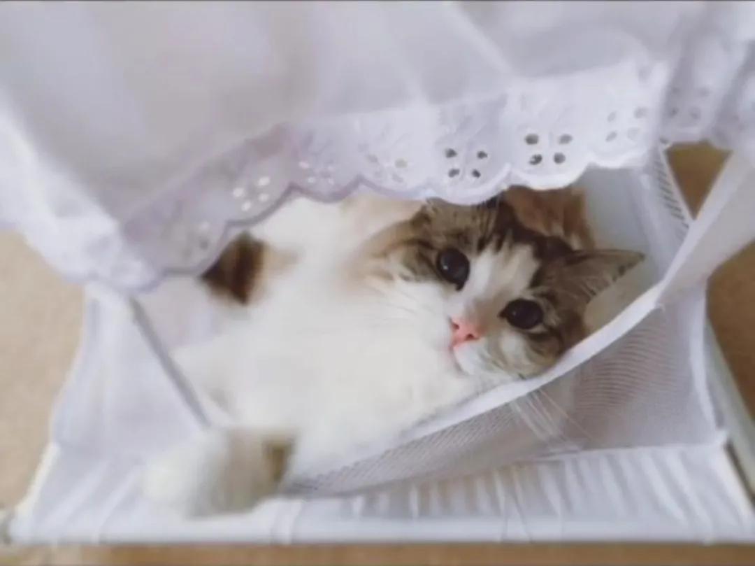 哪种猫最会带娃,什么猫带娃最好