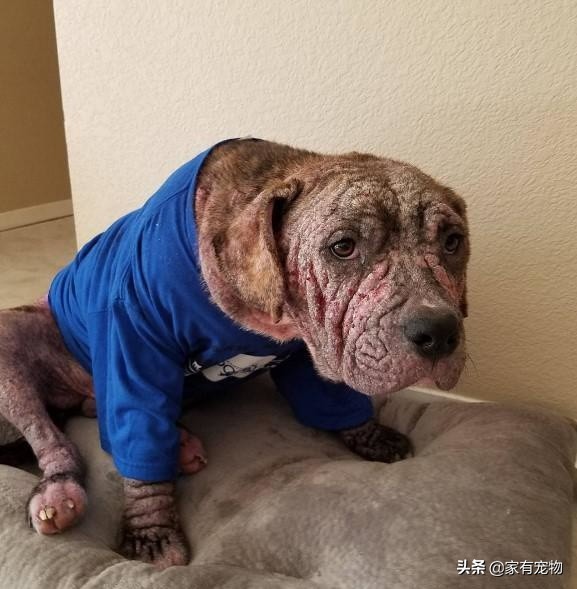 这只没毛的狗“太丑了”，不能领养，但事情有了好转！