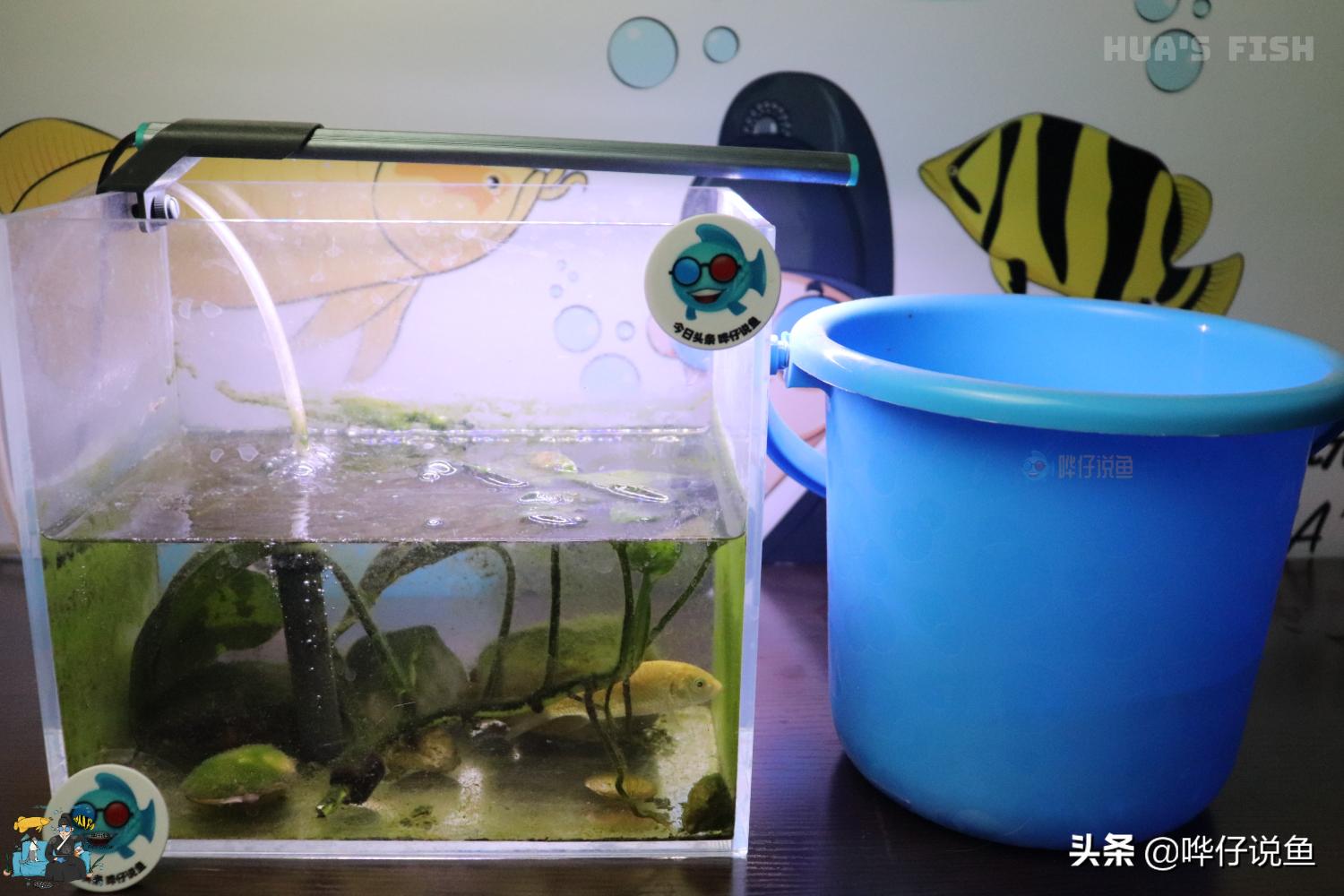 鱼缸换水需要换什么水,鱼缸换水要全部水换吗