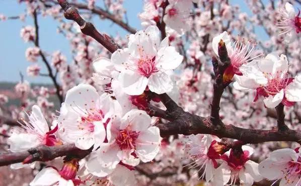 全部的成语收藏起来回家教给孩子,如何和孩子一起积累成语